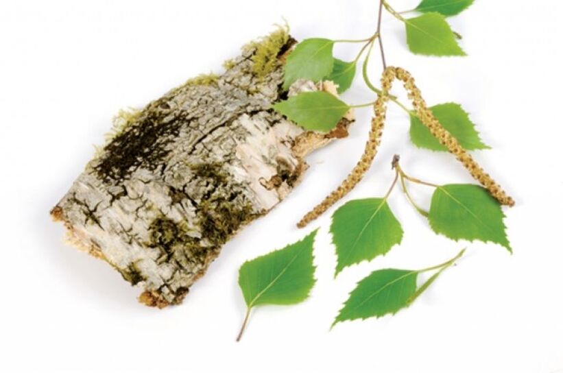 λευκή σημύδα - στοιχείο σύνθεσης Keramin